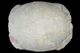 Inflated, Fossil Tortoise (Testudo) - South Dakota #129258-2